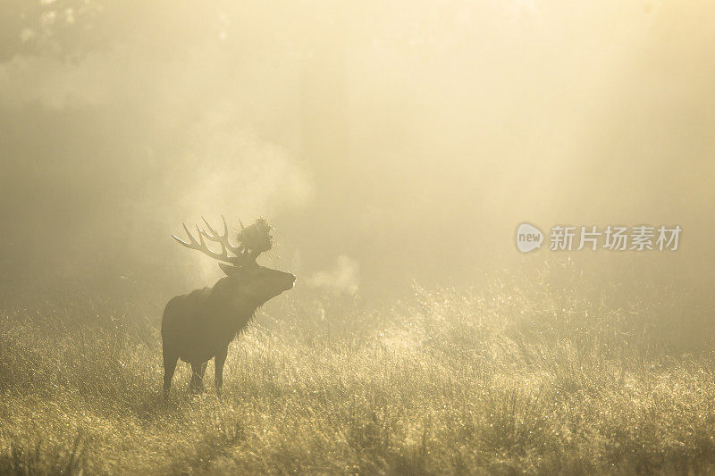 红鹿(Cervus elaphus)